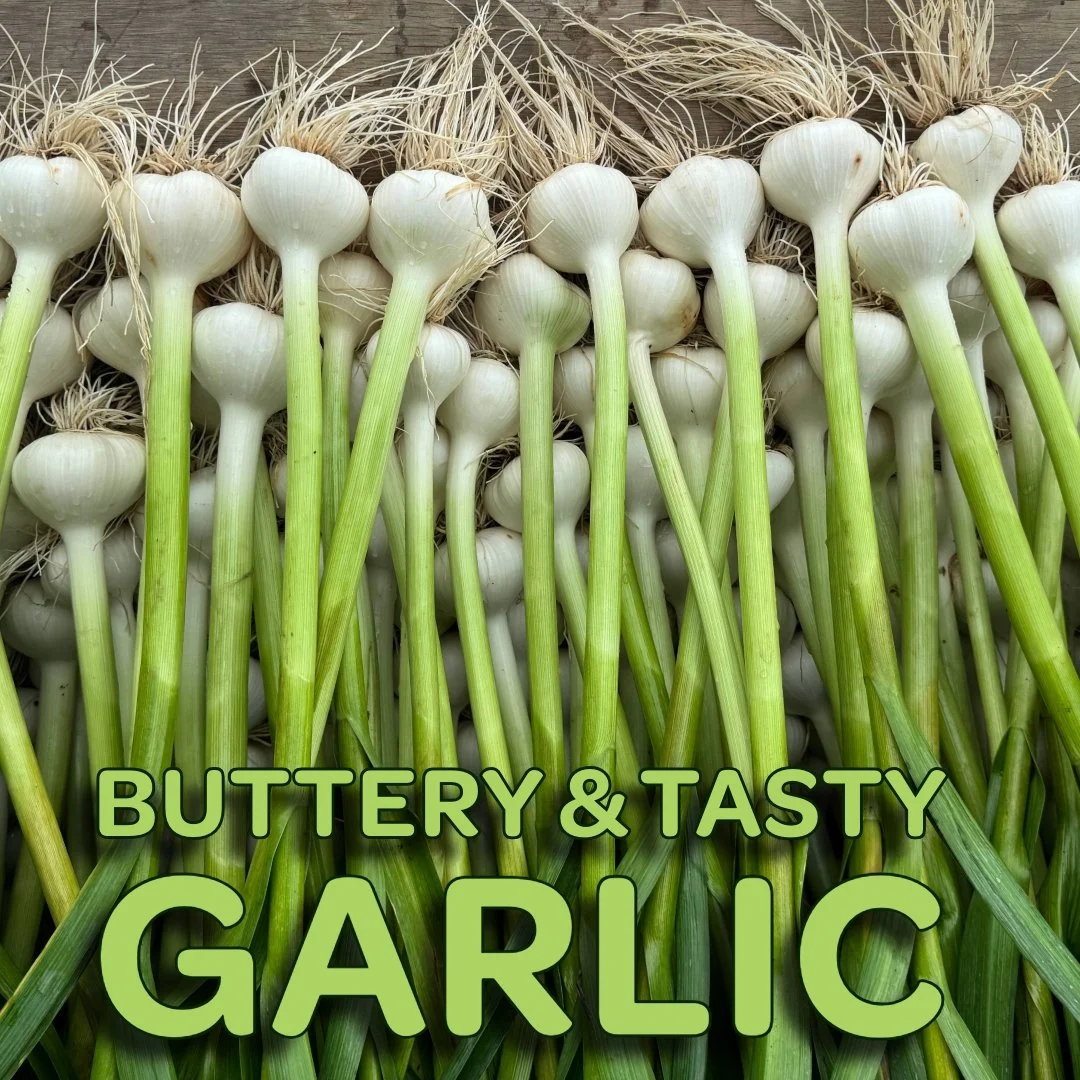 Beautiful, buttery and Certified Naturally Grown: GARLIC from All Seasons Farm in Cobden is sure tasty! Large cloves, easy peeling and just right to blend with summer tomatoes and basil. 
Score some now at 
https://leaf.localfoodmarketplace.com/Produ