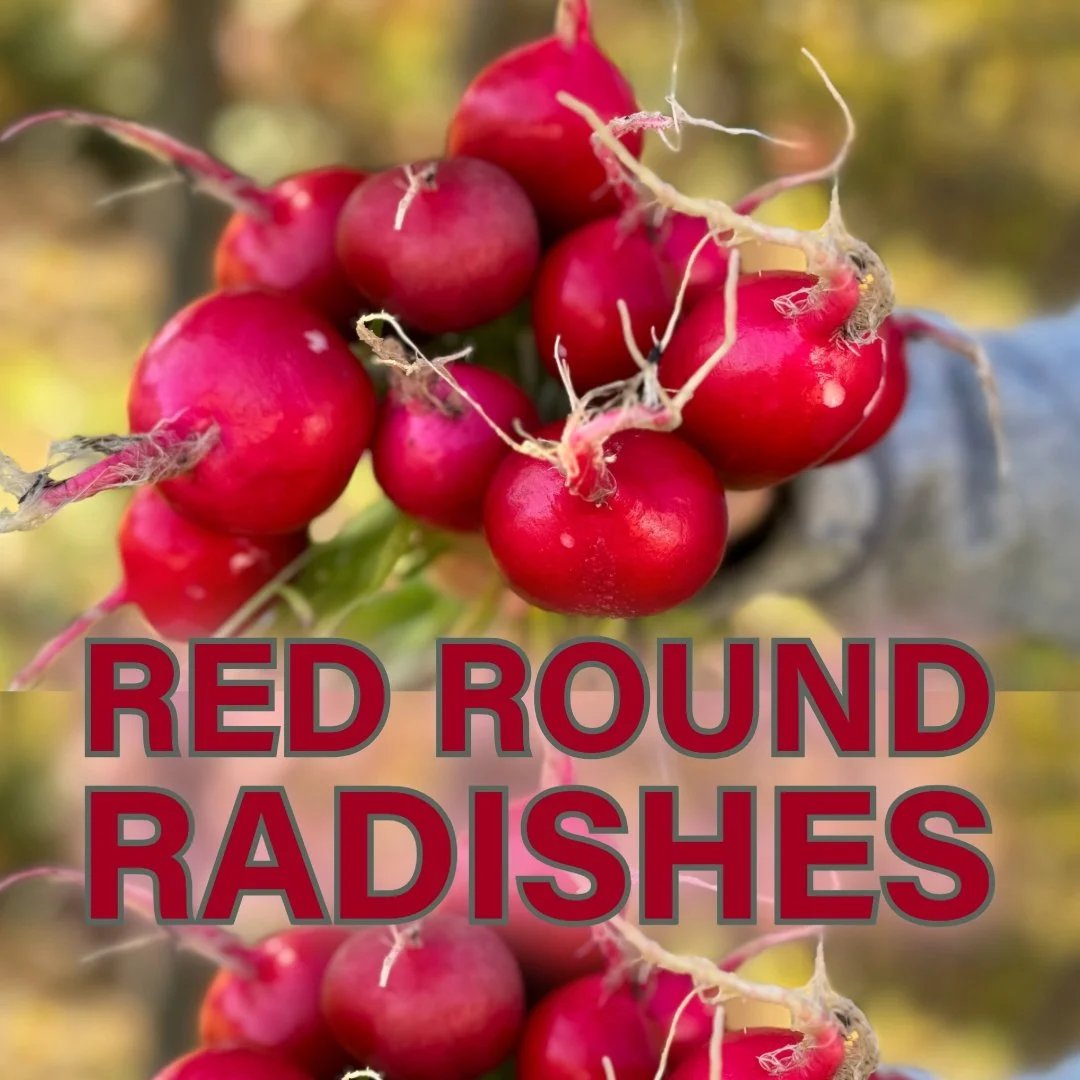 Beautiful fall radishes on deck this week! Red, round radishes from @AllSeasonsFarm are Certified Naturally Grown @CNGfarming, crisp and ever-so-slightly snappy in flavor. Pair with a Flo-Dough baguette, butter (plant based works great!) and salt for